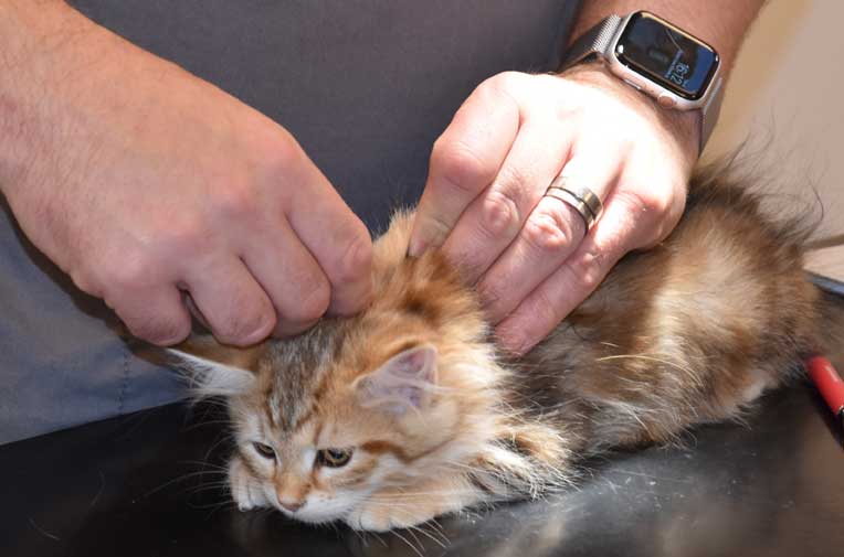 sibirisk kattunge Yoko