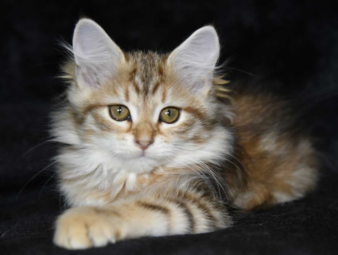 sibirisk kattunge Yoko