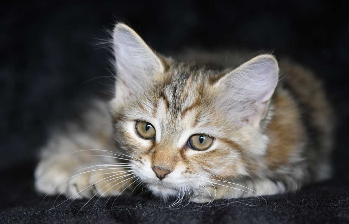 sibirisk kattunge Yanai