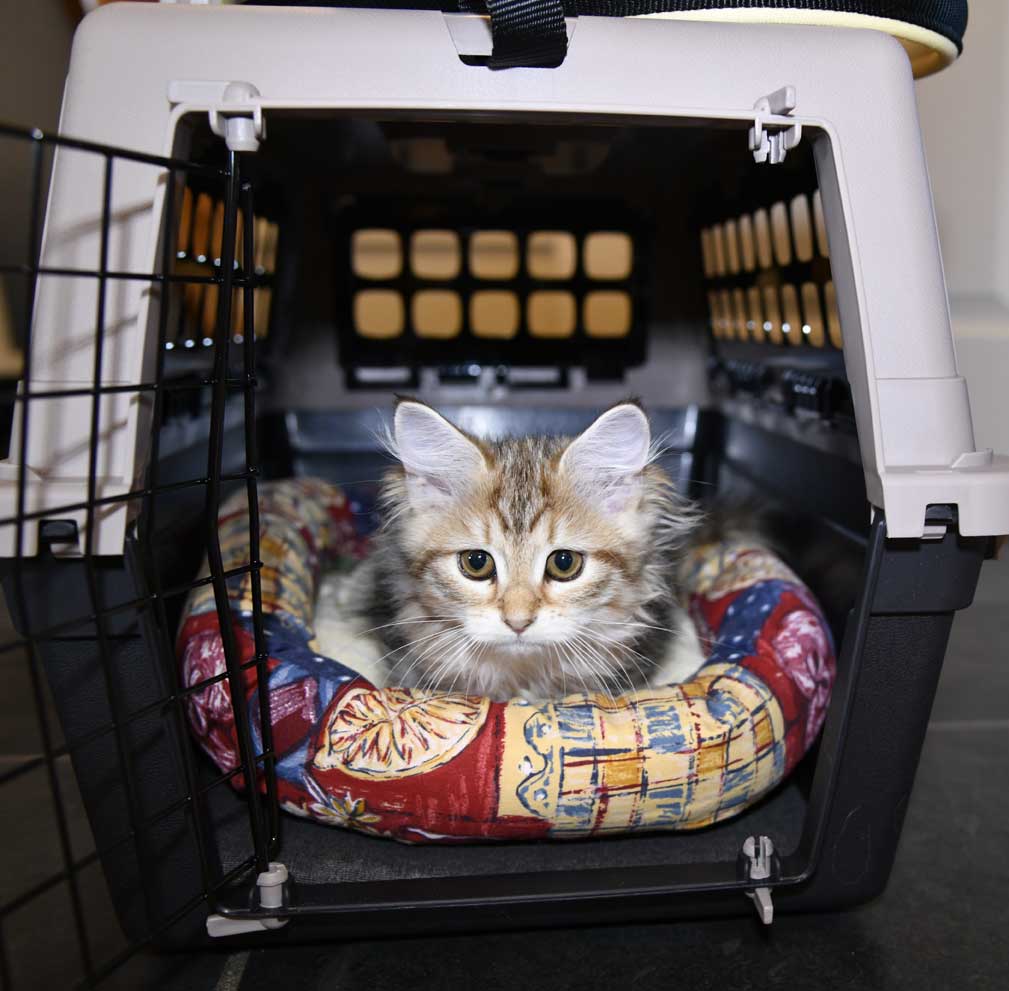 sibirisk kattunge Yoko