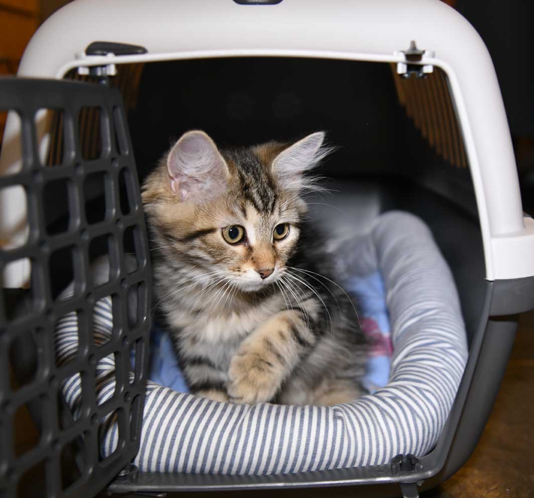 sibirisk kattunge Yangel