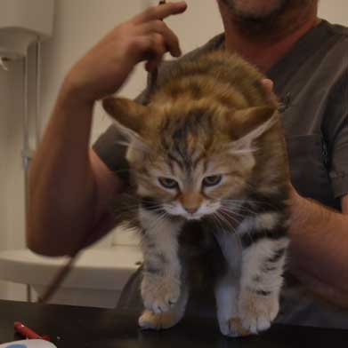 sibirisk kattunge Yanai