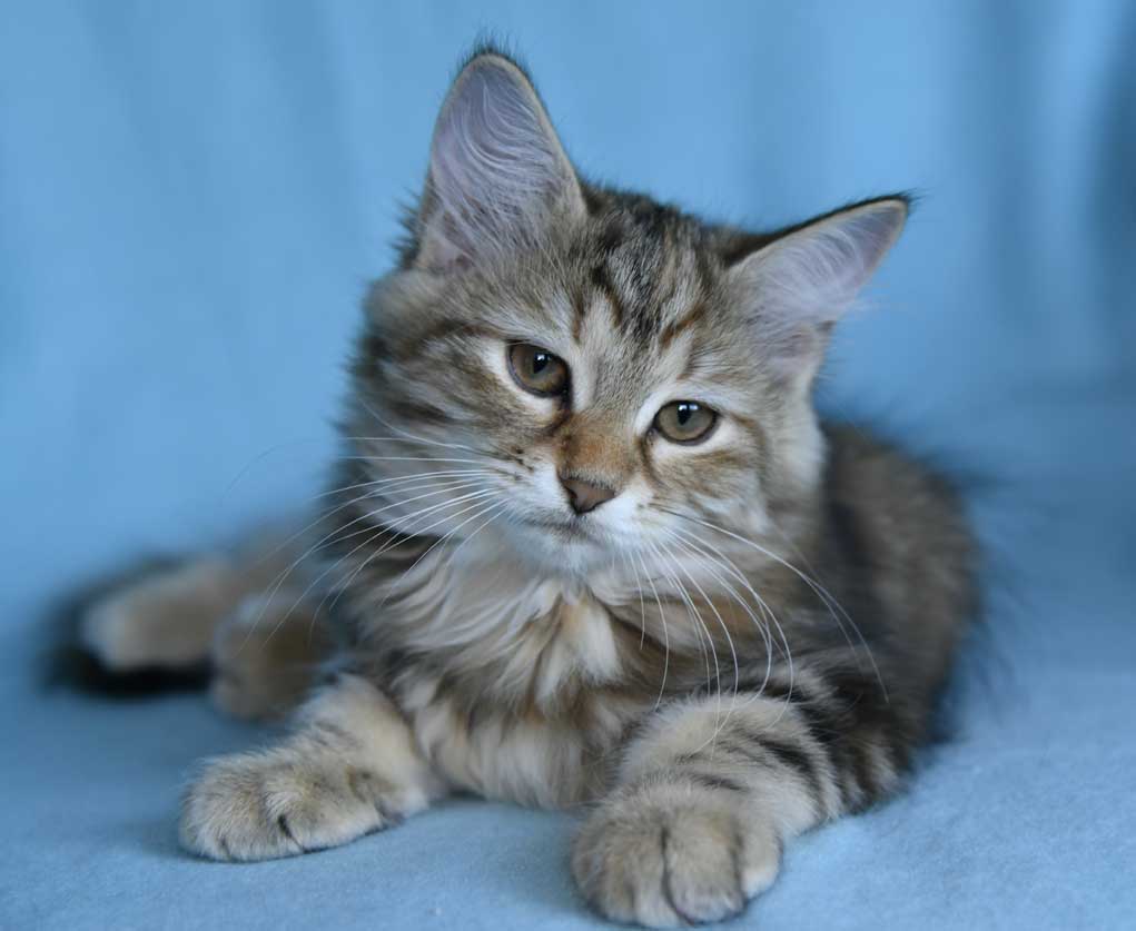sibirisk kattunge Yanai