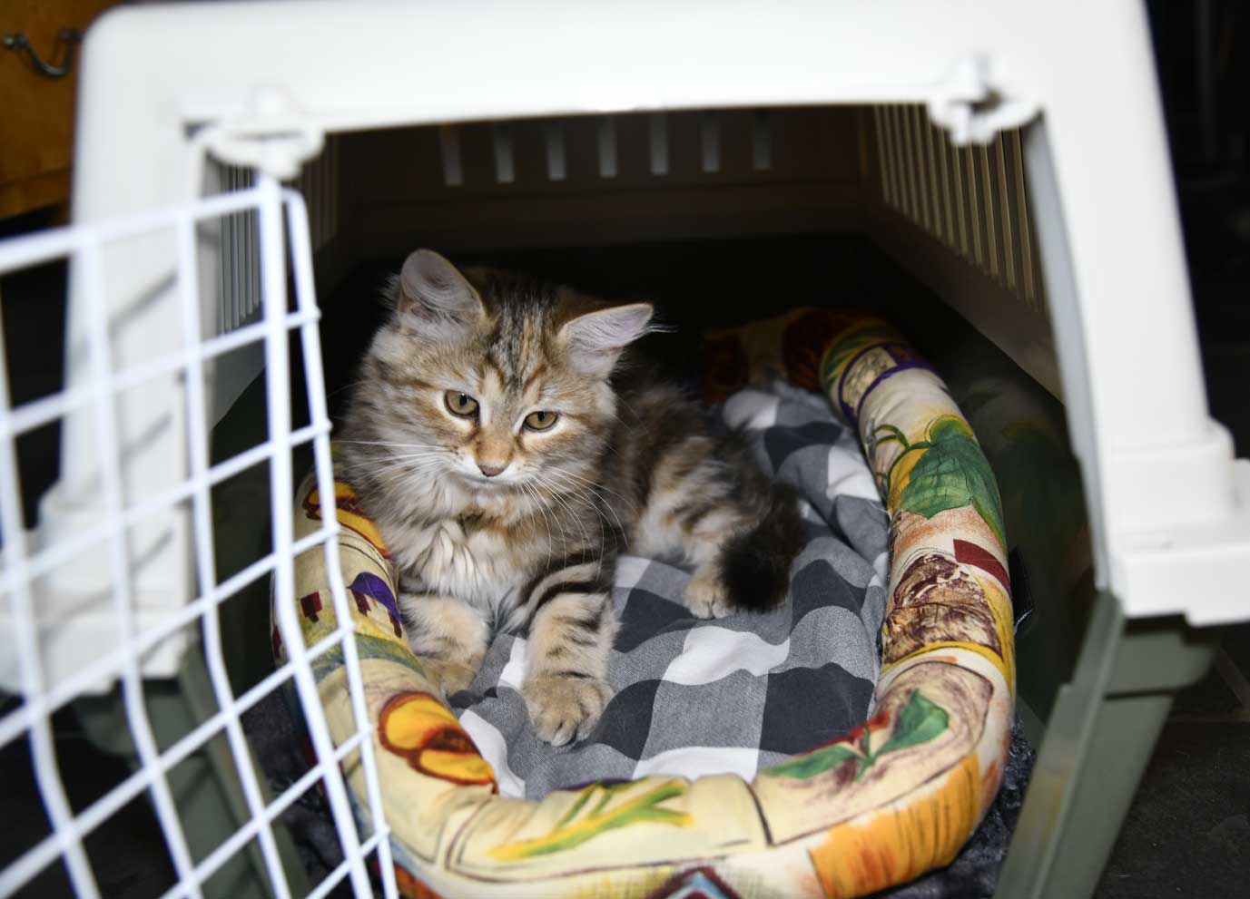 sibirisk kattunge Yanai