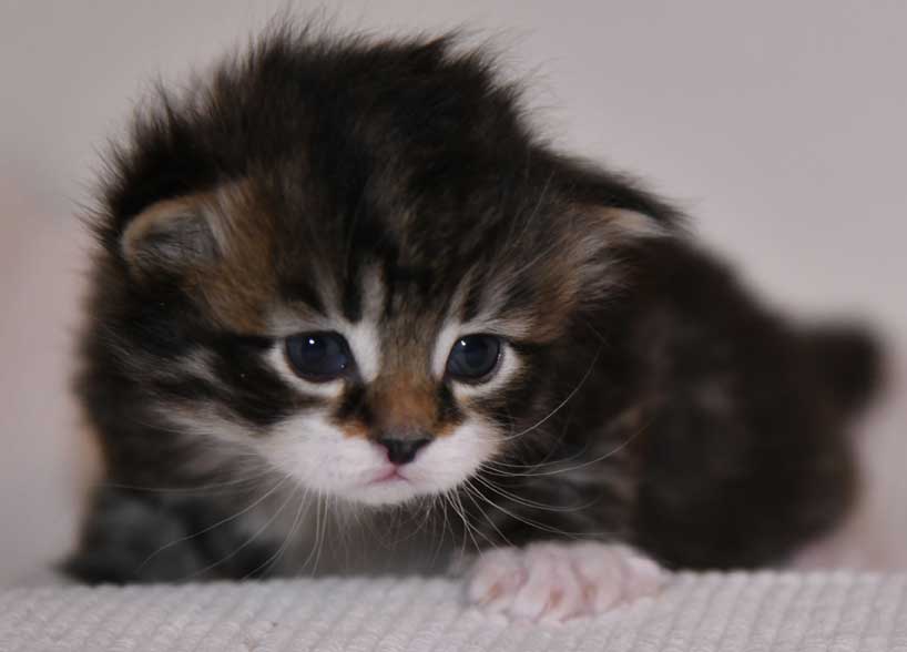 sibirisk kattunge Zwicky