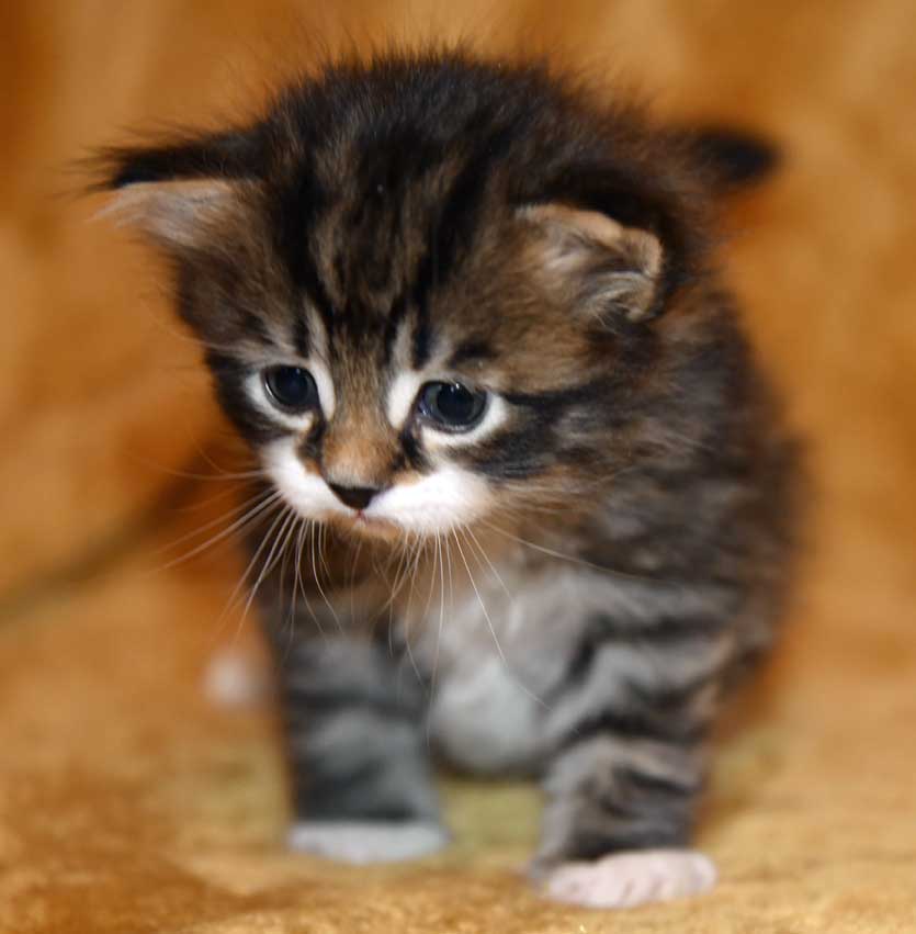 sibirisk kattunge Zwicky