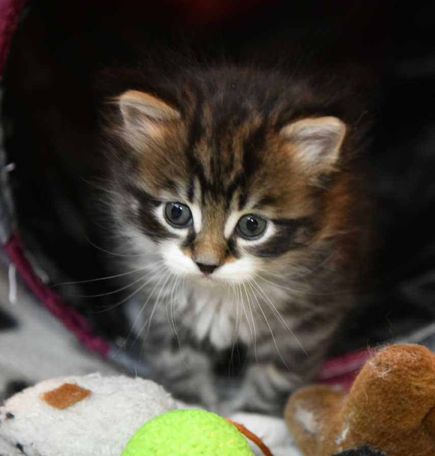 sibirisk kattunge Zwicky