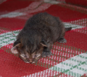 sibirisk kattunge