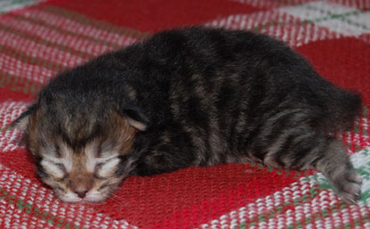 sibirisk kattunge