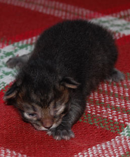 sibirisk kattunge