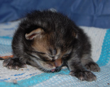 sibirisk kattunge