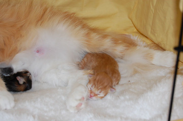 sibirisk kattunge