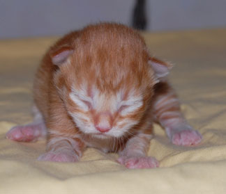 sibirisk kattunge
