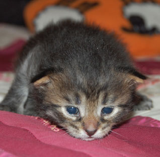 sibirisk kattunge