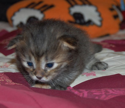 sibirisk kattunge
