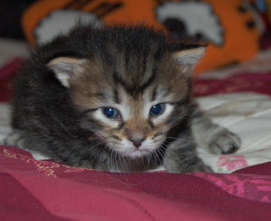 sibirisk kattunge