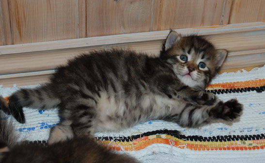 sibirisk kattunge