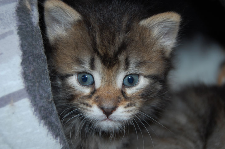 sibirisk kattunge