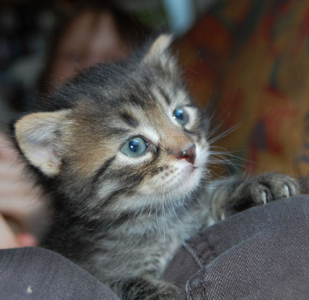sibirisk kattunge