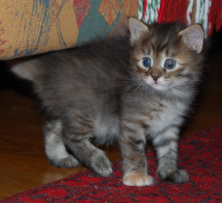 sibirisk kattunge