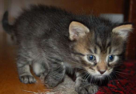 sibirisk kattunge