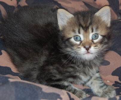 sibirisk kattunge