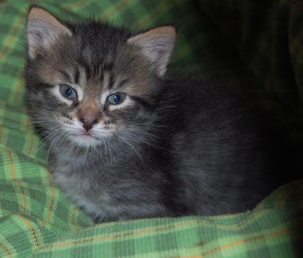 sibirisk katt