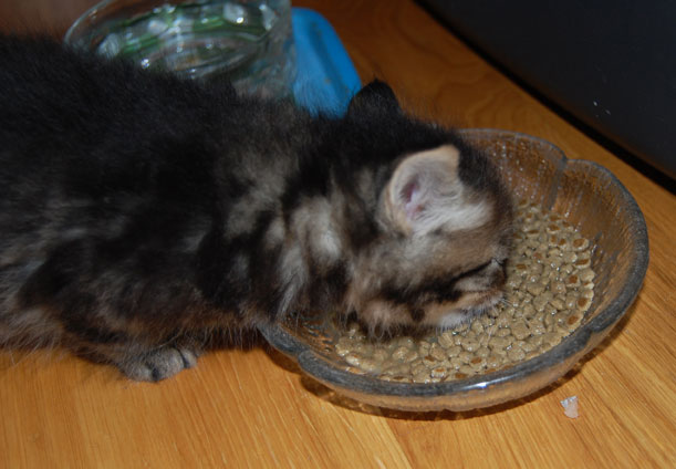 sibirisk kattunge