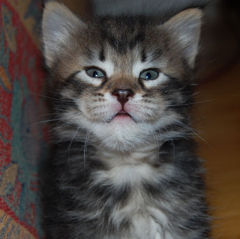 sibirisk kattunge