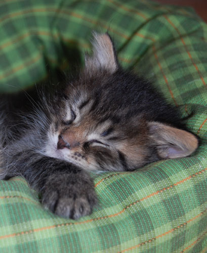 sibirisk kattunge