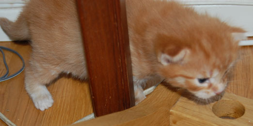 sibirisk kattunge