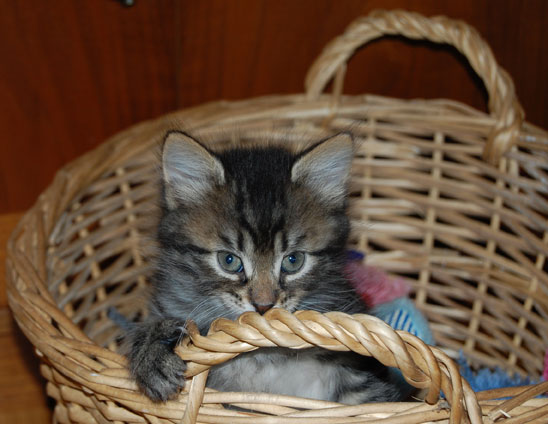 sibirisk kattunge