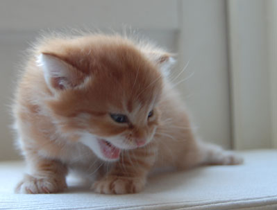 sibirisk katt