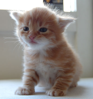 sibirisk kattunge