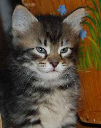 sibirisk kattunge
