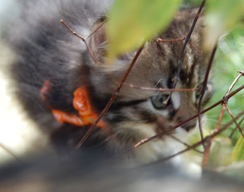 sibirisk kattunge