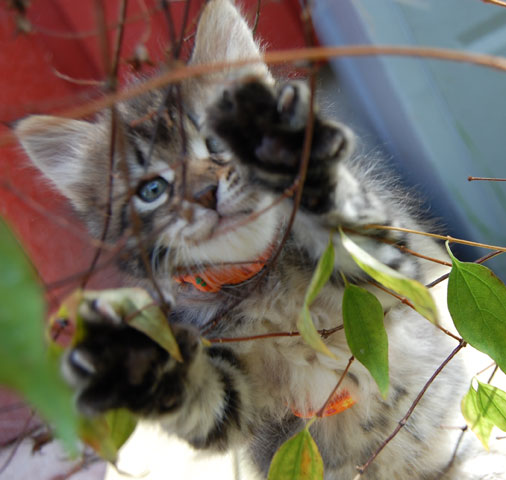 sibirisk kattunge
