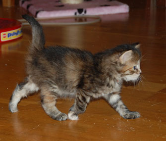 sibirisk kattunge