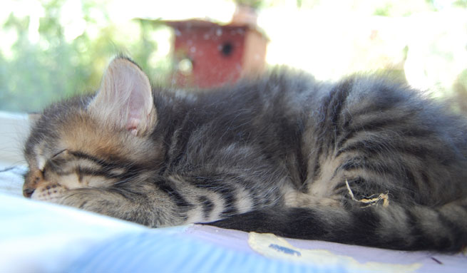 sibirisk kattunge