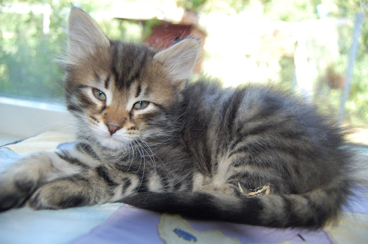 sibirisk kattunge