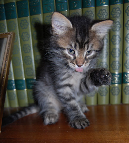 sibirisk katt