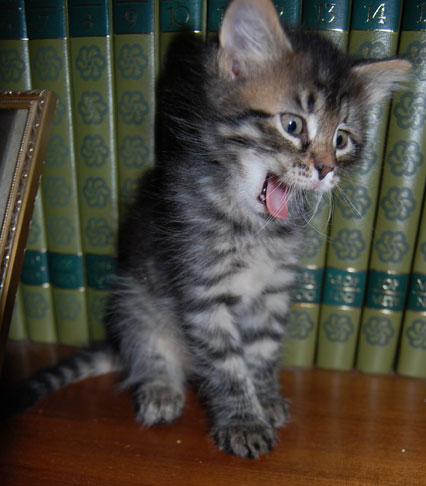 sibirisk kattunge