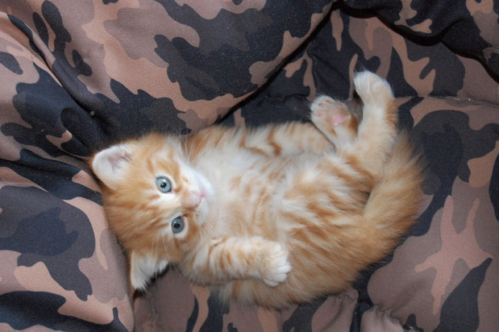 sibirisk katt