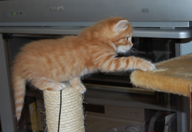 sibirisk kattunge