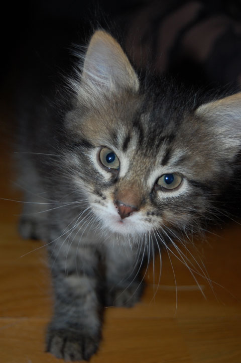 sibirisk kattunge