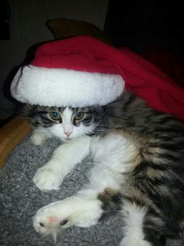 sibirisk katt Ursina