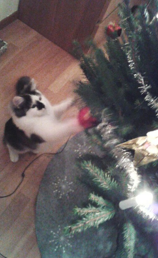 sibirisk kattunge Wild