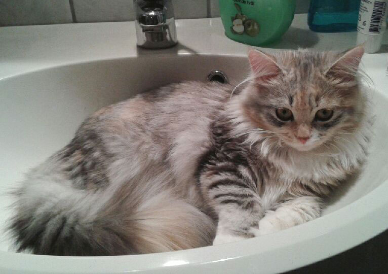 sibirisk kattunge Xui