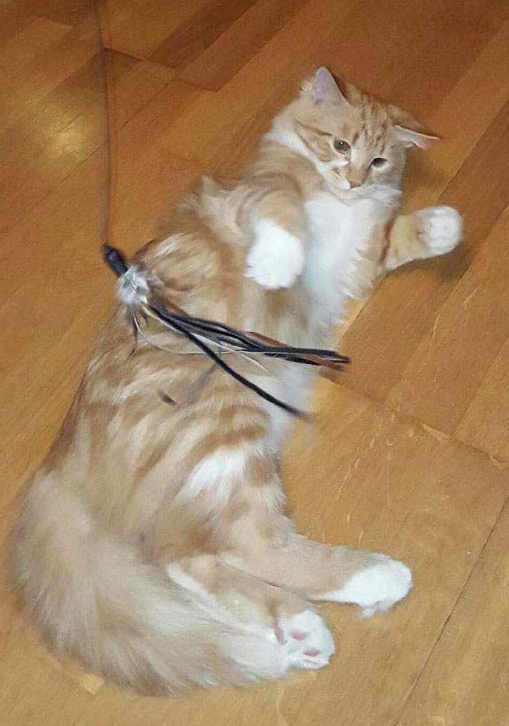 sibirisk kattunge Zeus