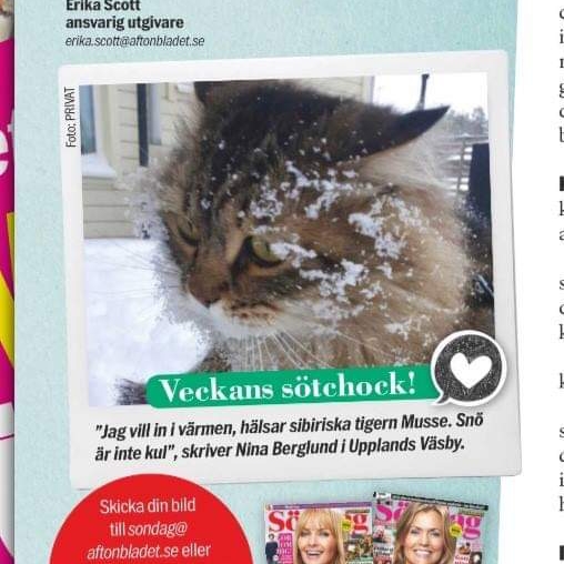 Sibirisk katt Black
